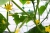 Сетка для шпалер, PLANT NET 8 гр/м², 15x17см, 2x20м, AS-CN08151720020 Сетка для шпалер, PLANT NET 8 гр/м², 15x17см, 2x20м, AS-CN08151720020